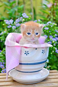 Cute kitten in flower pot