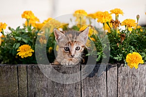 Cute kitten in flowers