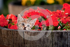 Cute kitten in flowers