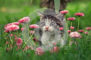 Cute kitten in the flowers