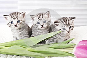 Lovely kittens with tulip flowers