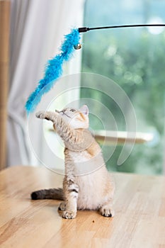 Cute kitten fluffy playing with feathers toy hold by owner