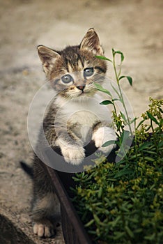 Cute kitten in front of the flowers