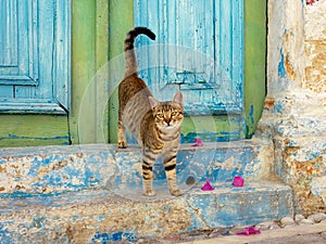 Cute kitten in front of a vintage door, Greece