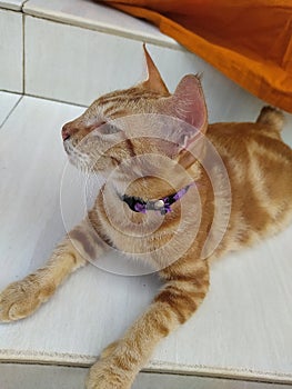 cute kitten, cute and gemoy