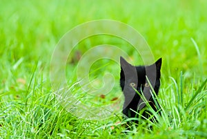 Cute kitten in grass