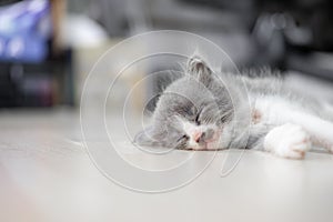 Cute kitten with gray and white fur is sleeping on the floor