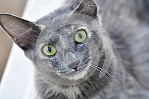 Cute Kitten, grey color and green eyes cat is looking in the camera