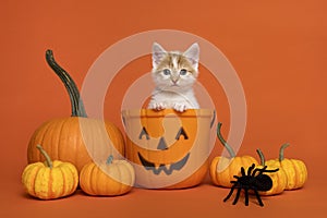 Cute kitten in a halloween pumpin bucket surrounded by pumpkins and spiders on an orange background