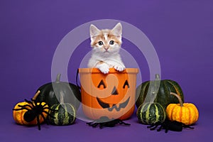 Cute kitten in a halloween pumpin bucket surrounded by pumpkins and spiders on a purple background