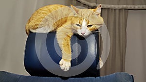 A cute kitten is hanging on the back of a computer chair