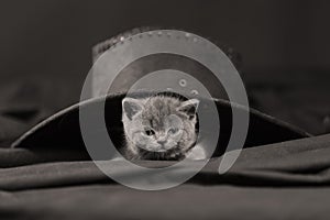 Cute kitten with hat on its head