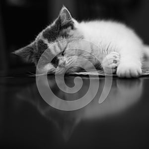 Kitten Cat Nap and Reflection