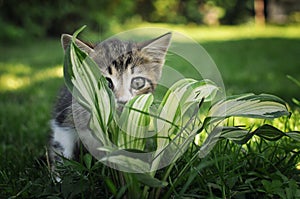 Cute kitten hiding in the flowers