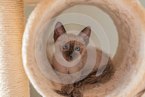 Cute kitten hiding in a play tunnel. Purebred 2 month old Siamese cat with blue almond shaped eyes on beige background. Concepts
