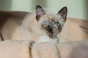 Cute kitten hiding in soft basket. Purebred 2 month old Siamese cat with blue almond shaped eyes on beige basket background.