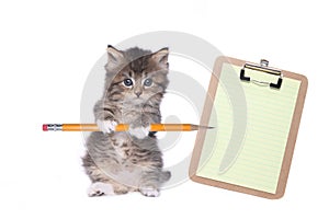 Cute Kitten Holding Pencil With Blank Clipboard