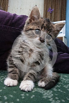 Cute kitten at home photo