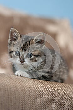 Cute kitten at home photo