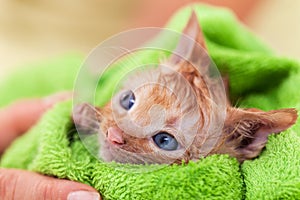 Cute kitten with hope in her eyes dry after bath rolled in a green towel