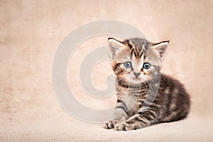Cute kitten with innocent eyes lying on a beige bedspread with copy space
