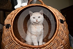 Cute kitten inside of basket cat carrier
