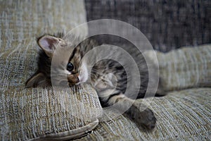 Cute kitten kitty is sleeping brown kitten lies on a pillow and looks asleep plays