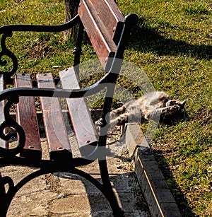 cute kitten is laying in the park and enjoying the summer bright sun, Bulgaria