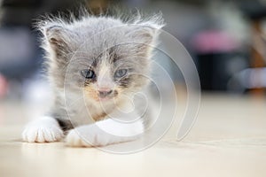 Cute kitten lays down on the floor and looks straight