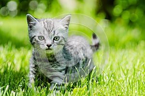 A cute kitten learns to take the first independent steps