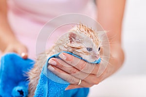 Cute kitten let woman dry her after bath with resignation on face