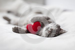 Cute kitten lies on white beds under a blanket in an embrace with a red knitted heart