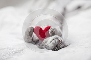 Cute kitten lies on white beds under a blanket in an embrace with a red knitted heart