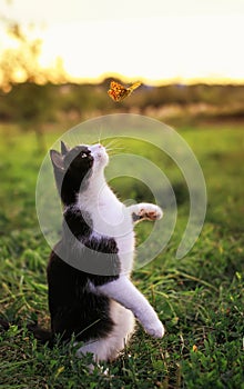 Cute kitten with a long mustache on a summer sunny meadow catches a flying orange butterfly with a paw in clear weather in green