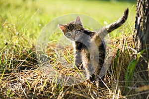 Cute kitten looking back at camera on hay around green grass