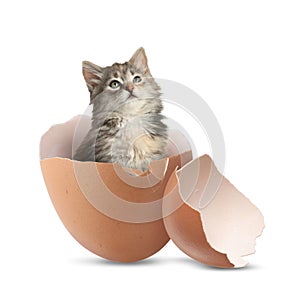 Cute kitten looking out of cracked eggshell on white background. Baby animal