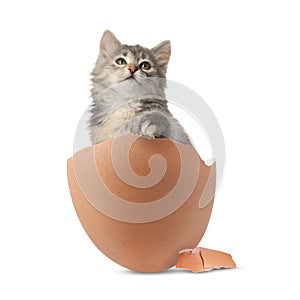 Cute kitten looking out of cracked eggshell on white background. Baby animal