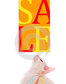 Cute Kitten Looking at Sale Sign