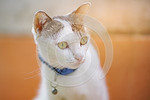 Cute kitten looking at something in soft focus