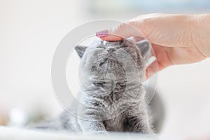 Cute kitten loves being stroked by woman`s hand photo