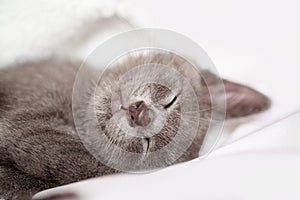 A cute kitten is lying on the bed. Selective focus. Horizontal.