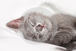 A cute kitten is lying on the bed. Selective focus. Horizontal.