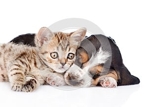 Cute kitten lying with sleeping basset hound puppy. isolated