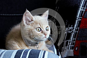 A cute kitten is lying on the sofa