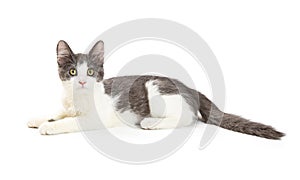 Cute Kitten Lying to Side on White