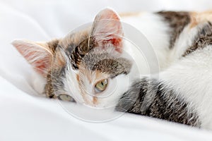 Cute kitten lying on windowsill on a bright white tulle, curled up