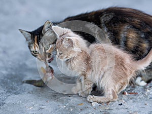 Cute kitten and mother cat on concrete pier in sea port