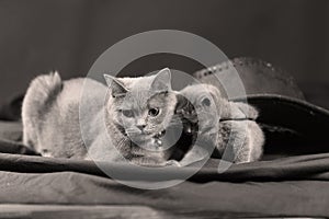 Cute kitten and mother under a black hat