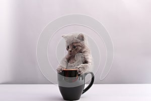 Cute kitten in a mug