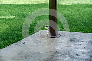 Cute kitten at the park with her owner.